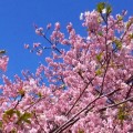 2025-atami-cherryblossoms-01