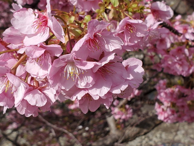 2025-atami-cherryblossoms-02