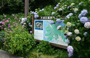 下田公園あじさい祭り