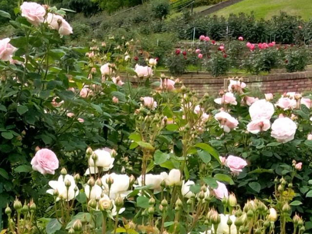 rose-garden-02