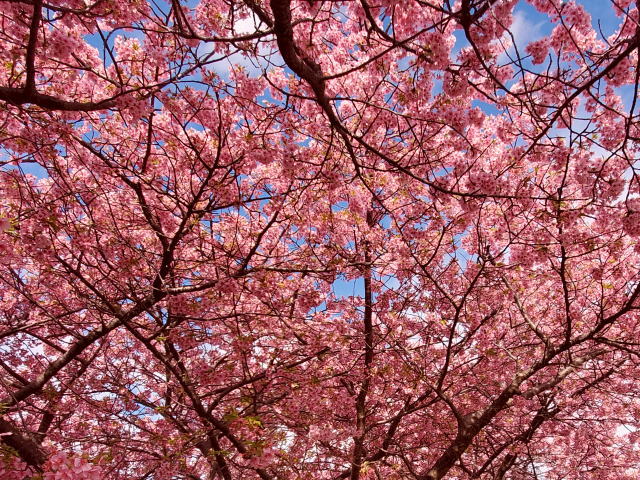 toi-cherryblossoms-01