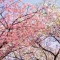 toi-cherryblossoms-02