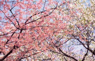 toi-cherryblossoms-02